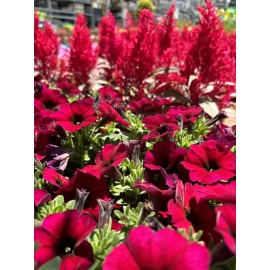 Celosia Dragons Breath Organic SEEDS by SugarFoot Valley Design - 40 seeds