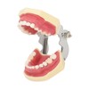Periodontal Disease Teeth Resin Model Dental Demonstration Teeth Model for