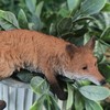 Vivid Arts - Prowling Fox Plant Pal - PLP-129