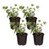 Live Aromatic and Edible Herb - Eucalyptus (4 Per Pack)