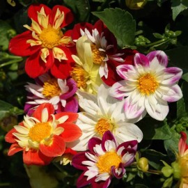 GardeningTreasures 40 Dahlia Dandy Improved Mix seeds