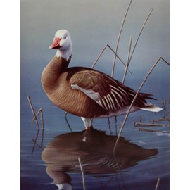 Daniel Smith - Blue Goose Signed Open Edition on Paper