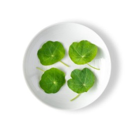 Fresh Origins Petite Greens Nasturtium, 8 Oz, Hand-Picked Gourmet Garnish with Wasabi Flavor