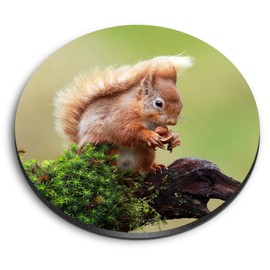 1 x Round MDF Magnet - Cute Red Squirrel Garden Animal 15791