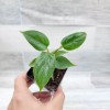 philodendron sodiroi live rare indoor houseplants in 3" pot
