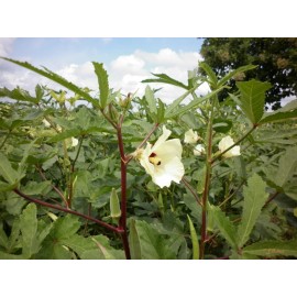 D and D Market Clemson Spineless Okra Seeds 100+ seeds Non GMO Heirloom Harvested in the USA