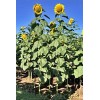 Sunflower 15 Mongolian GIANT Sunflower SEEDS Ready To Plant Now
