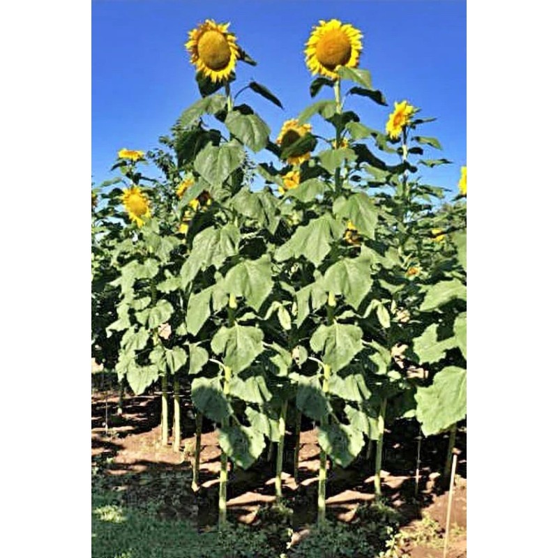 Sunflower 15 Mongolian GIANT Sunflower SEEDS Ready To Plant Now