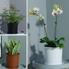 Meshpot 16cm Plastic Orchid Pots With Holes and Saucers -