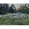 FIFTY-PACK (50) Natural Elk/Deer Antler Tips (A,B, & C Grades)