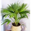 FUN AND GROW SEEDS: Seeds Chinese Fan Palm Livinstona Indoor