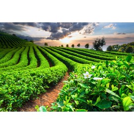 Meßmer Hibiscus, 23 Tea Bags