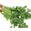 800 Chinese Celery/ hạt rau cần tàu ( cần ta)