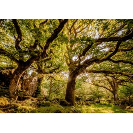 Tree, Landscape and Nature Greeting Card. Ancient Oak Woodland Ty Canol and Pentre Ifan