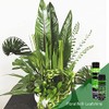 Leafshine Abrillantador para follajes y plantas