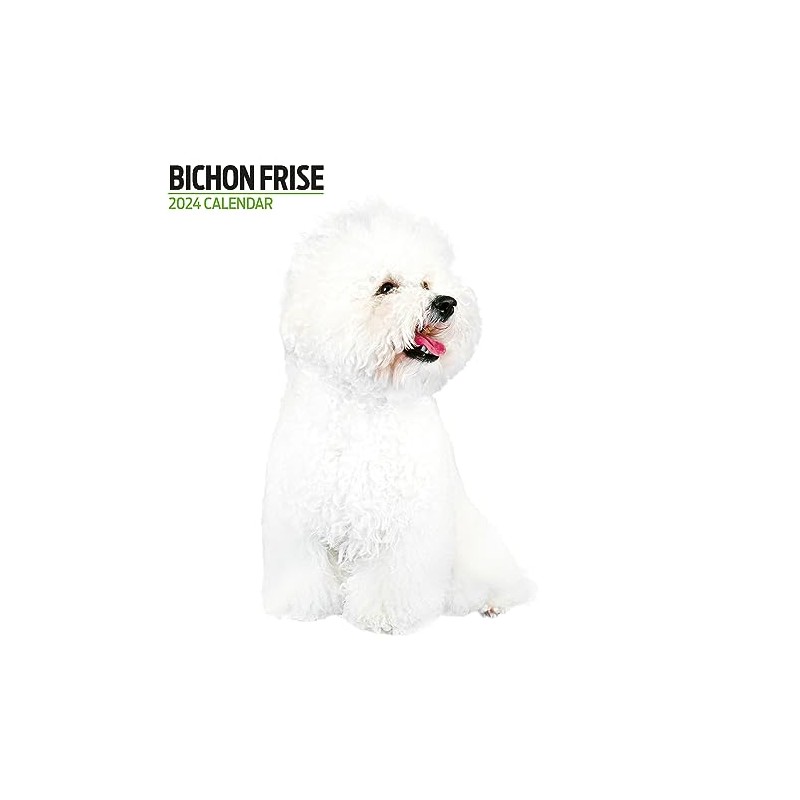 Bichon Frise Modern Calendar 2024