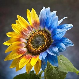 50+Yellow Blue Sunflower Seeds for Planting Outdoor-Non-GMO Heirloom Twin Color Sunflower Sunflower Seeds to Plant Home Garden