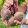 The Old Farmer's Almanac Heirloom Beet Seeds (Detroit Dark Red)