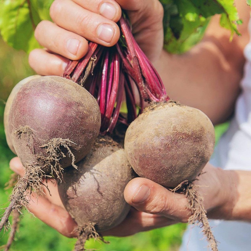 The Old Farmer's Almanac Heirloom Beet Seeds (Detroit Dark Red)