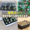 FMY Leiasnow Seedling Tray, Seedling Tray, Seedling Pot, Cuttings Pot,