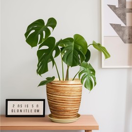 EPFamily 8 Inch Plant Pot, Ceramic Planter with Drainage Hole and Saucer Large Flower Pot for Home Patio Garden Office, Yellow