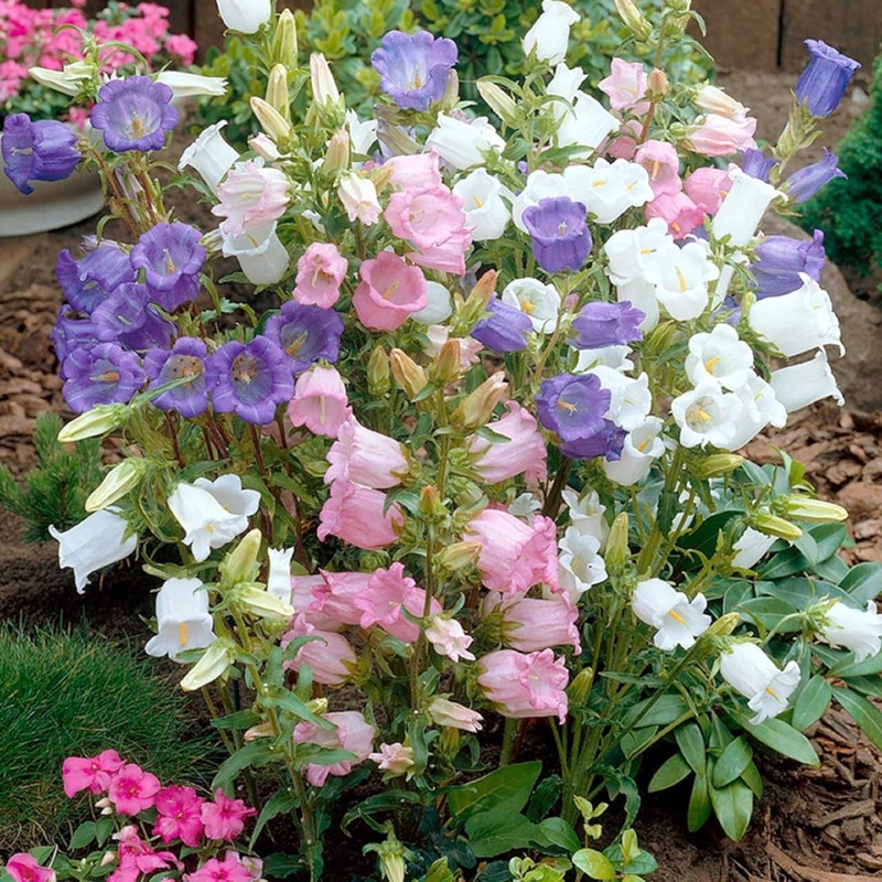 300 Biennial Campanula Canterbury Bells Flower Seeds for Planting
