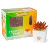 ZendoZones Succulent Fruit Fly Trap – Joyful Janet Design with