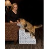 Pet Gear Soft Step III Pet Stairs, 3-Step for Pets