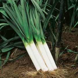 500 Large American Flag Leek Seeds for Planting Short Day Italian Heirloom Onion. Non GMO 1.6 Grams Garden Vegetable Bulk Survival