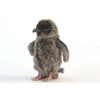 Adelie Penguin Chick Plush Soft Toy by Hansa 5206