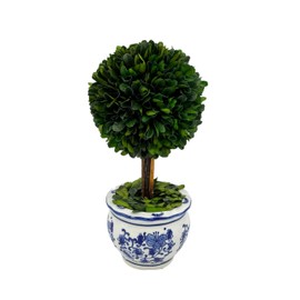Galt International 11" Naturally Preserved Real Boxwood Ball Topiary Tree in Hand-Painted Blue & White Round Bulb China Pot Planter Green Indoor Plant Home Decor (Small 11" Tall Topiary)
