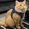 Voyager Step-in Air Dog Harness - All Weather Mesh, Reflective,