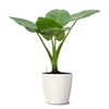 mallkerala 5 Beautiful Elephant Ear Colocasia Esculenta Tropical Plant Bulbs
