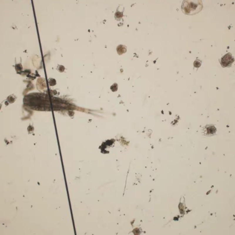 Sedgwick-Rafter Plankton Counting Chamber, Microscope Slide for Phytoplankton/Zooplankton Analysis, Laboratory