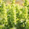 Eden Brothers Bells of Ireland Seeds