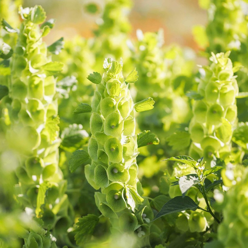 Eden Brothers Bells of Ireland Seeds