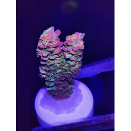 Aquarium Choice Reef Coral frag Plug Cyanoacrylate Adhesive/Glue (36 pcs 0.98 Inch Coral Tiles + 20g Cyanoacrylate Adhesive/Glue)