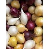 Kejora Fresh Boiler Onion Mix Color (White, Gold and Red)