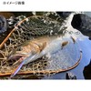 Pazdesign KS30G-LO2 Reed Kaisey (Sea Sunlight) 30g LSP Color L02