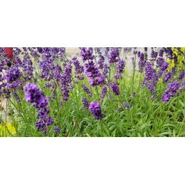 L+ Lavender Hidcote Blue Dark Purple Flowers (4" Size Pot, 4 Plants)