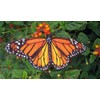 Epic Life Sized Monarch Butterfly Danaus Plexippus Iron on Patch