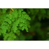 Lowhill Valley Moringa Leaf Herbal Tea - Nutritious Powerhouse –