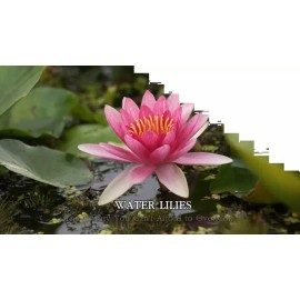 4 Pack Live Water Lily Tubers Plants Colorful Pond Freshwater Flower Aquatic
