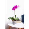 rePotme 4 inch Orchid Pot 3 Pack - Slotted Orchid