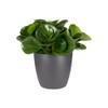 elho Brussels Orchid 12.5 - Flower Pot for Indoor -