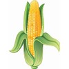 StickerTalk Corn on The Cob Sticker, 4.5 inches by 6