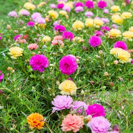 Moss Rose Seeds - 10,000+ Portulaca Grandiflora Flower - Double Petal Moss Rose Seeds for Planting - Non GMO, Heirloom, Perennials- Drought Tolerant Ground Cover