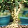 Brussel's Live Harland Boxwood Outdoor Bonsai Tree - 3 Years