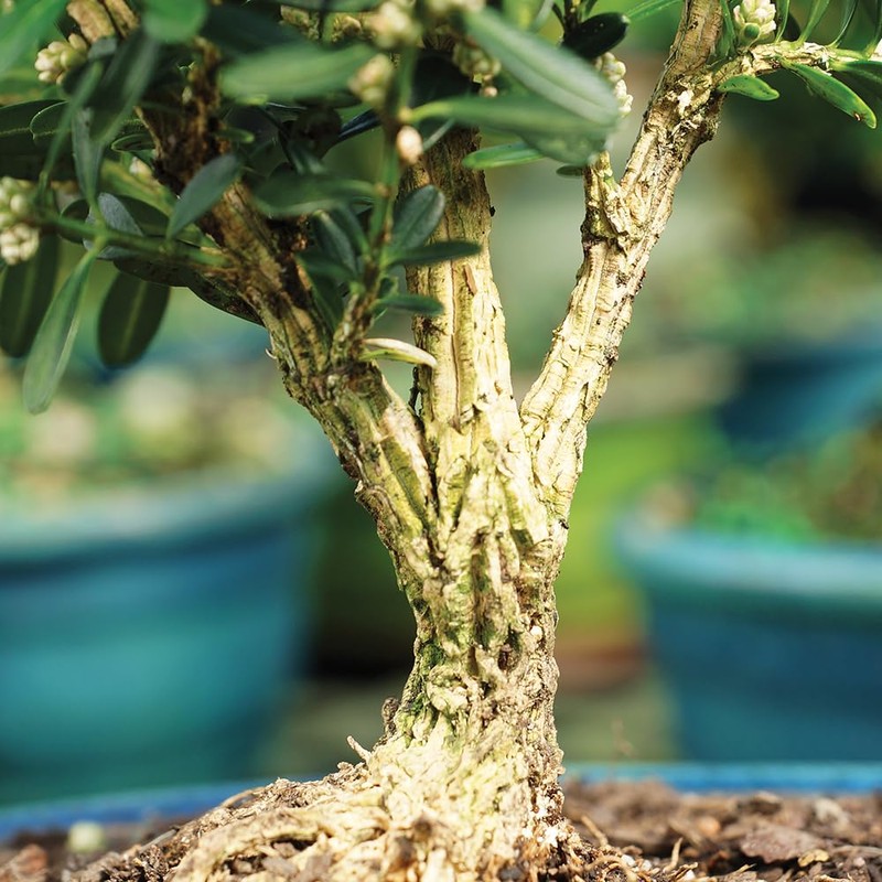 Brussel's Live Harland Boxwood Outdoor Bonsai Tree - 3 Years