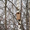 Outer Trails Japanese Cedar Wooden Owl Houses, Bark Front